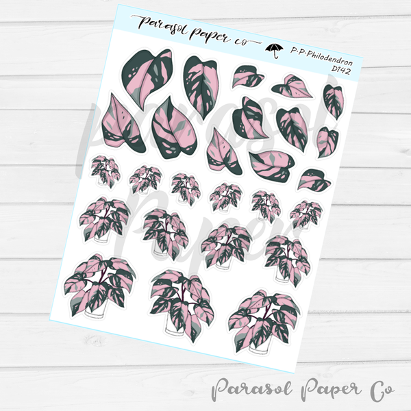 D142 - Pink Princess Philodendron